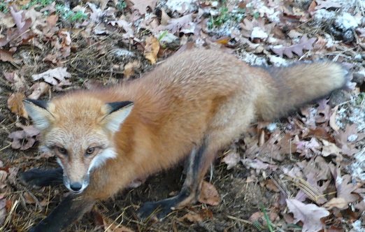 MI red fox captured while trying to kill the farmers chickens.